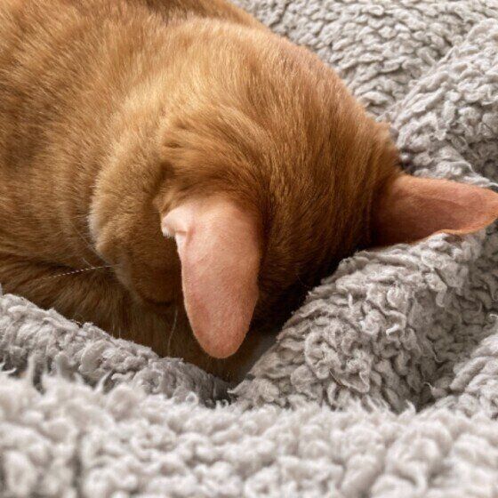 ごめん寝する猫