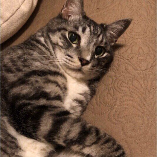 MIXサバトラのまるしぇくん