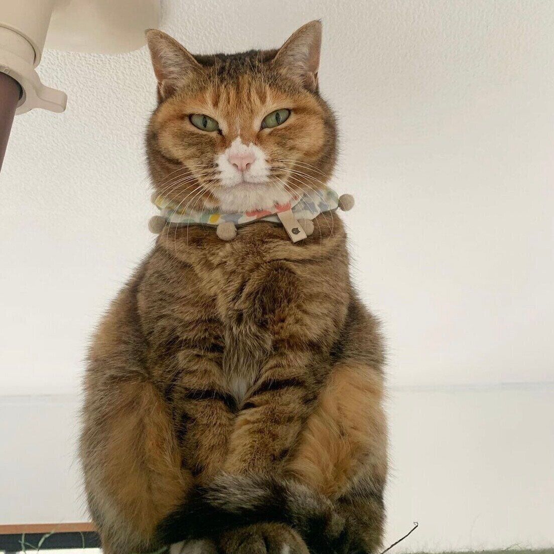 @dou.nyanさんご提供