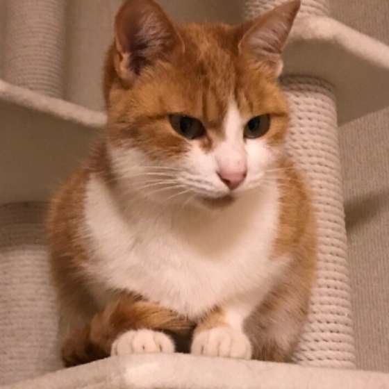 キャットタワーに座るキジトラ