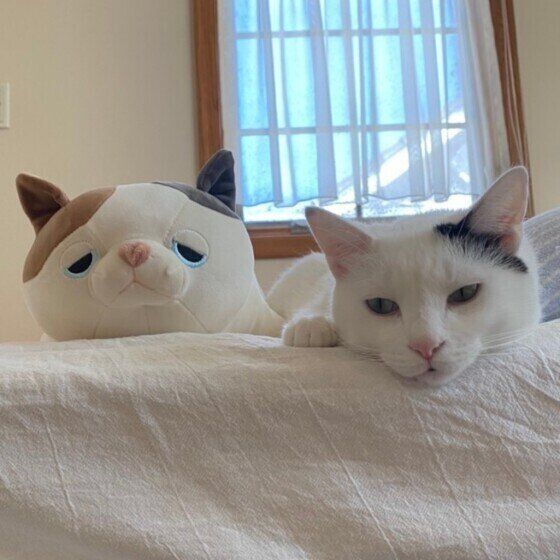 MIXのはくくんとぬいぐるみ