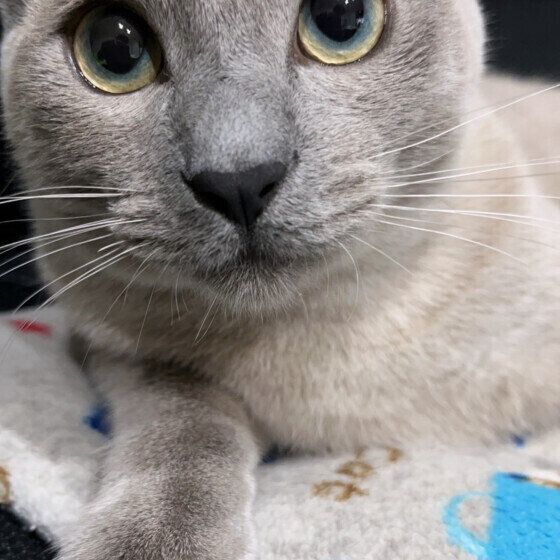 MIXグレーのちゃちゃくん