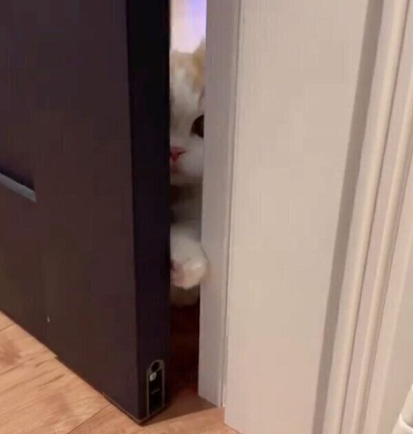 顔を覗かせるこむぎくん