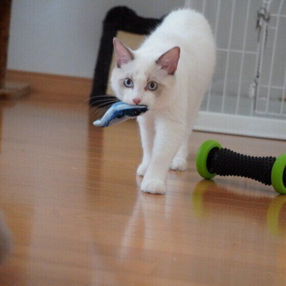 獲物をくわえるラグドール