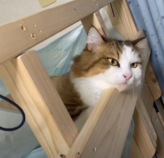 ぼーっとする猫