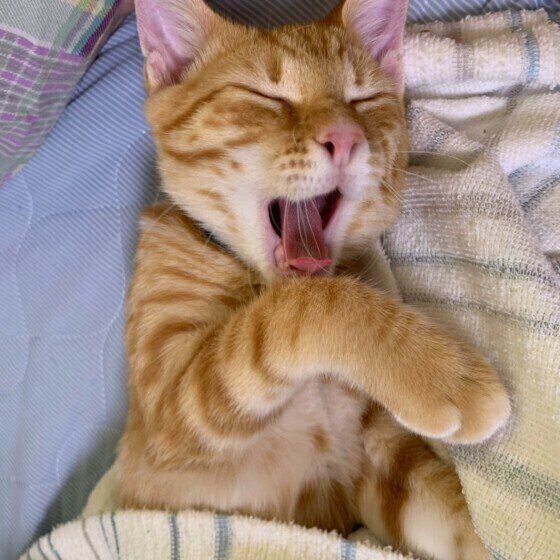 あくびをする猫