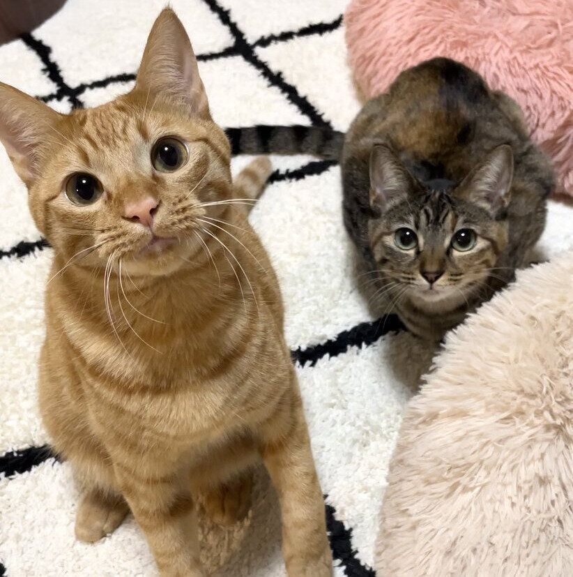 ちゃるくんとめろちゃん