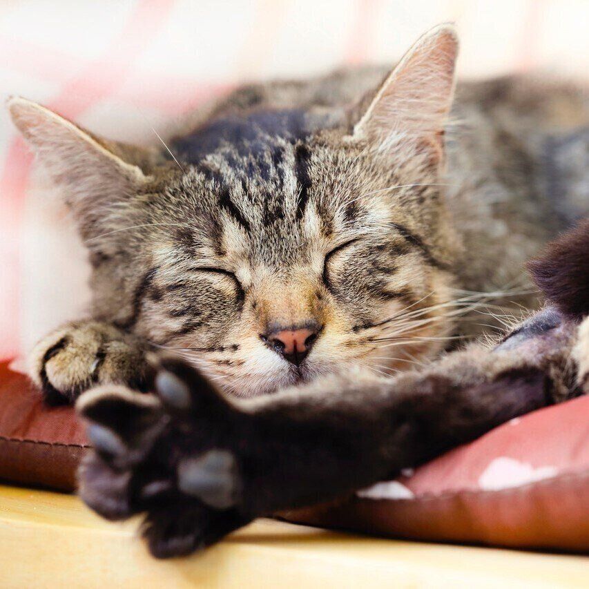 撮影／後藤さくら