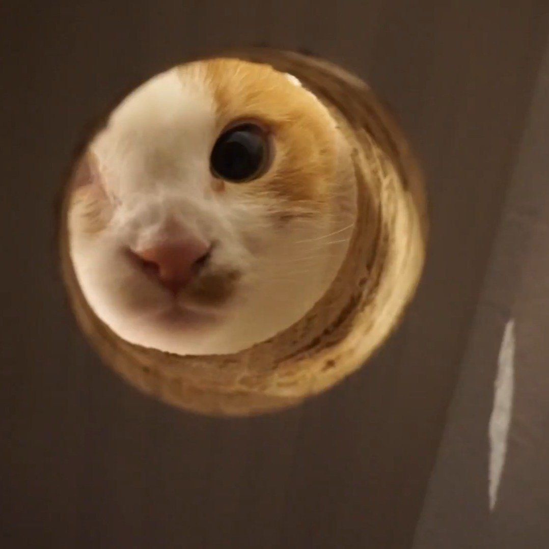 穴をのぞくマンチカン