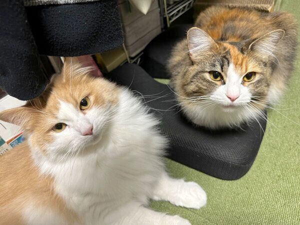 まったりするテオくん、リタちゃん