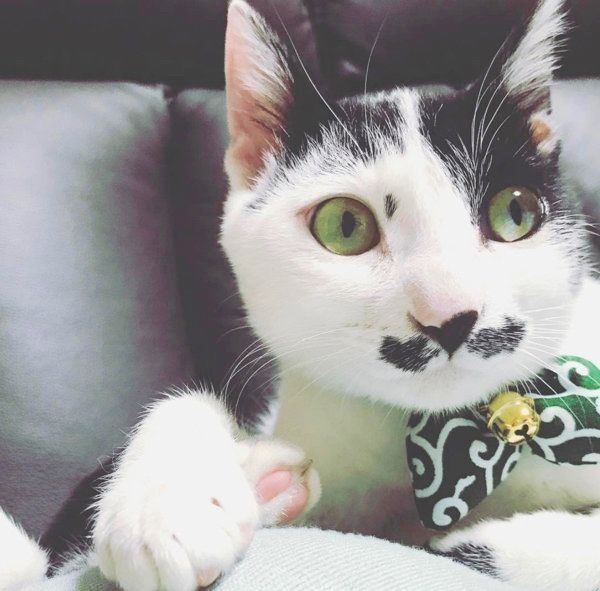 おヒゲがチャームポイントの元保護猫・ランちゃん