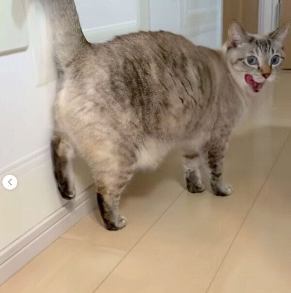 舌をペロッとするラメちゃん