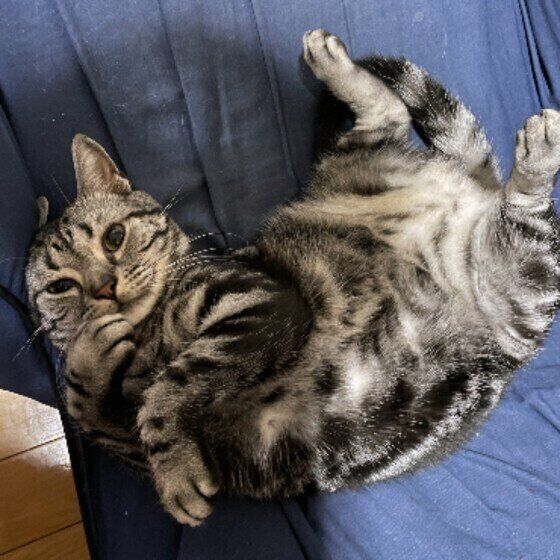 アメリカンショートヘアのダイスケくん