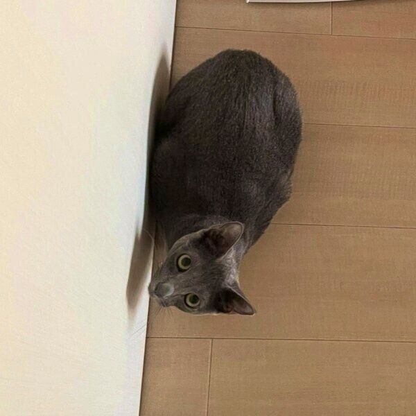 隠れていたこぱんくん