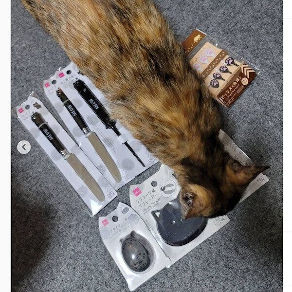 ダイソーの猫アイテム