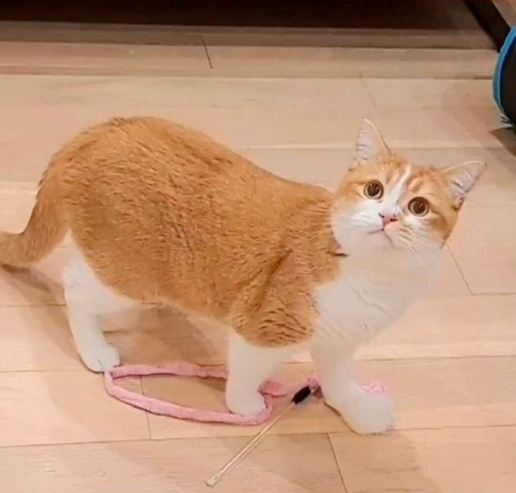 お風呂に入ろうとする飼い主さんを引き止めるもなかくん