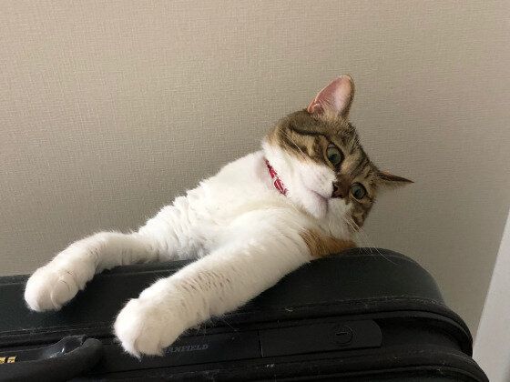 なにかが気になるジャパニーズ・ボブテイル