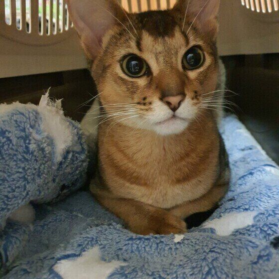 キャリーケースに入るアビシニアン