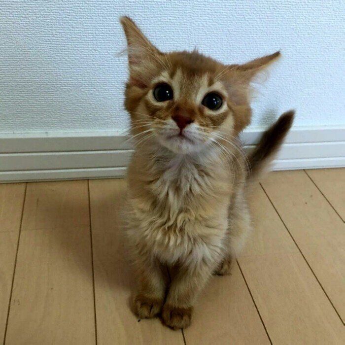 おすわりするソマリ