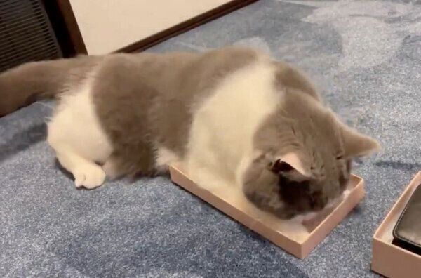 箱に入ろうと頑張るソアラちゃん