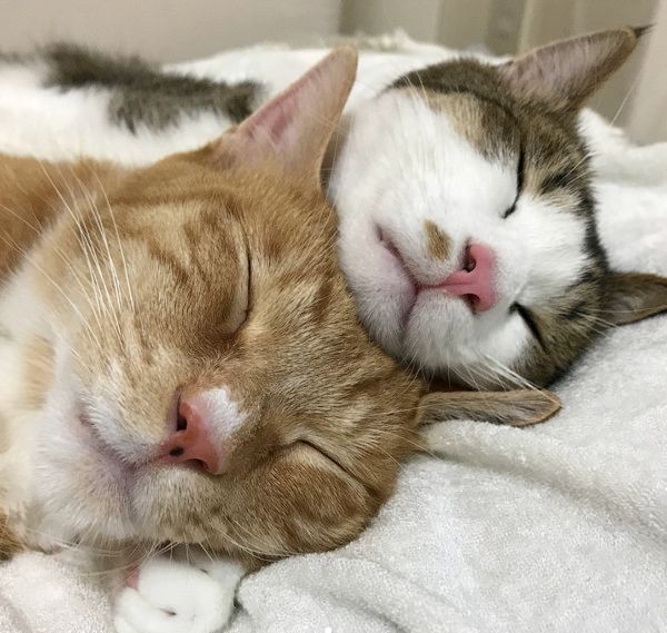 仲良しな兄弟猫