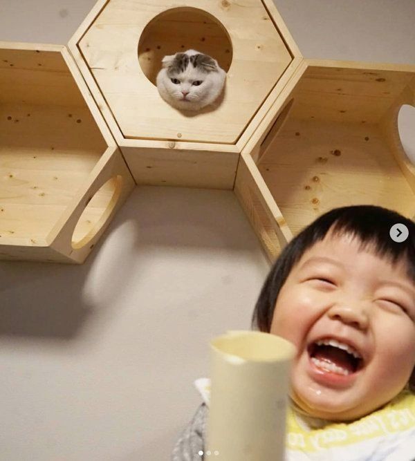 避難場所に入るスコティッシュフォールド