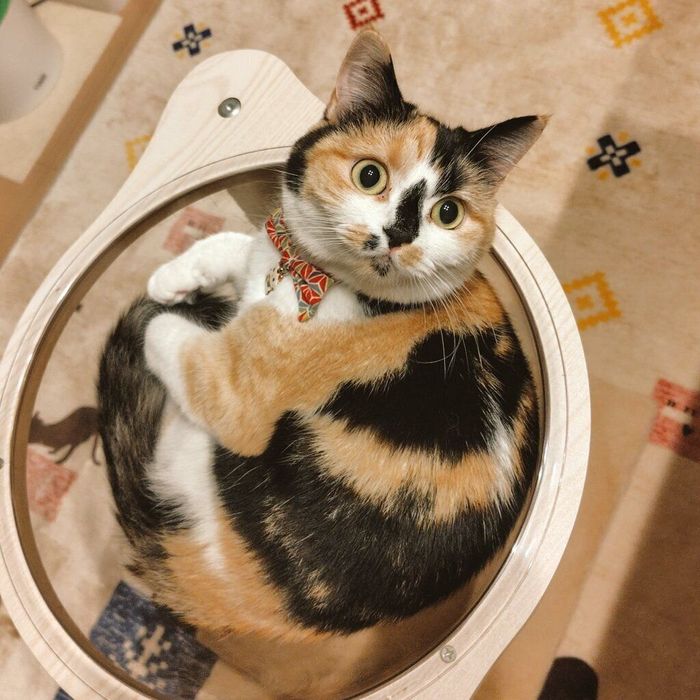 まったりするクルちゃん