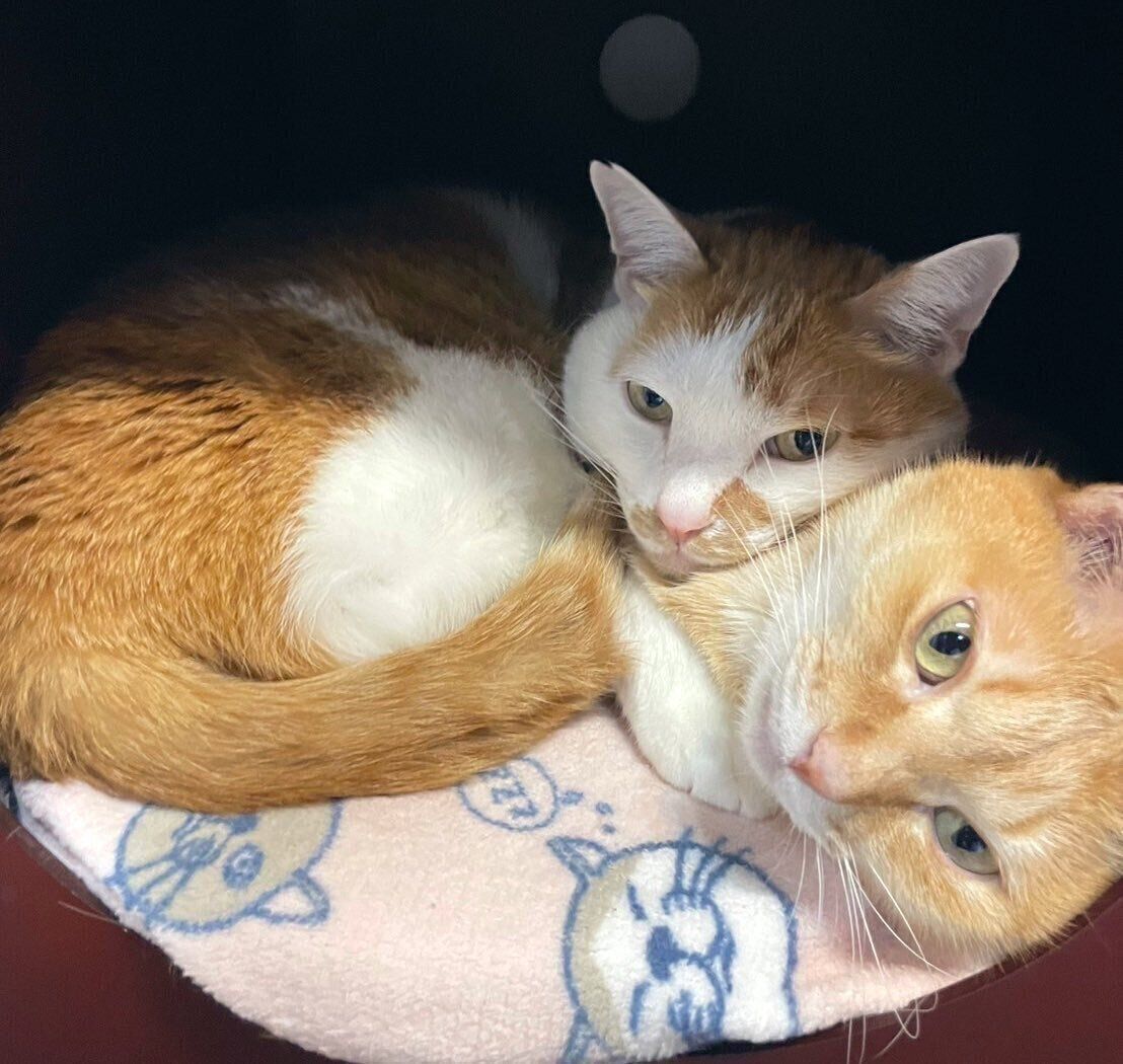 くっついて眠るむぎちゃん、こてつくん