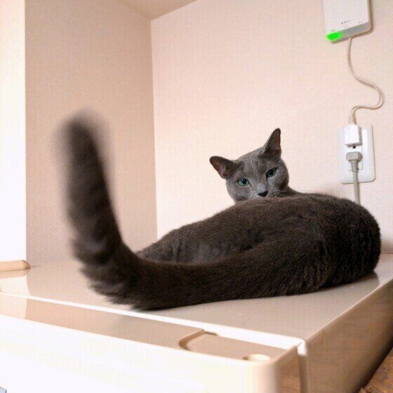 しっぽで返事をするロシアンブルー