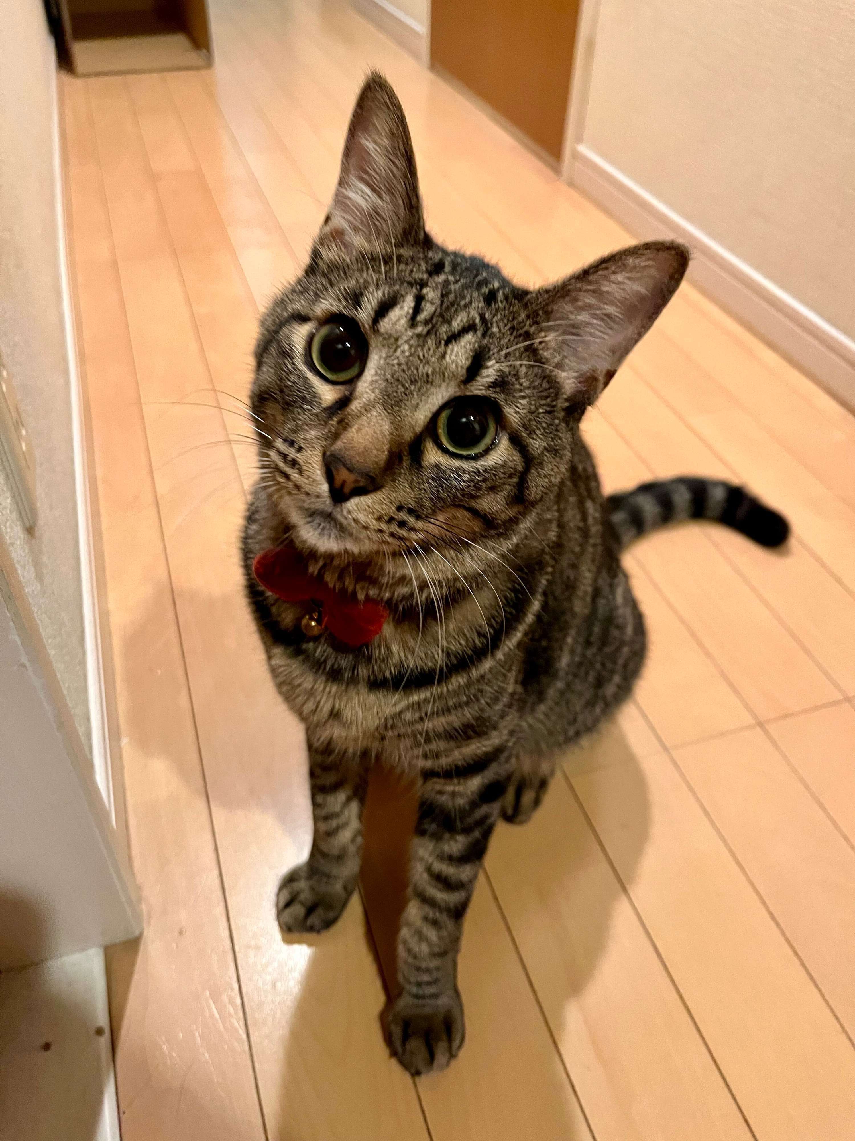 別の日の様子　大きな瞳が印象的な1枚