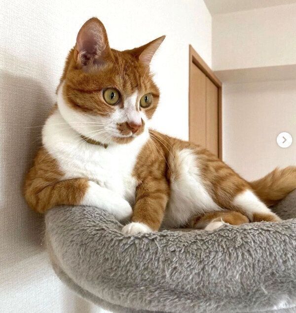 くつろぐシンバさん