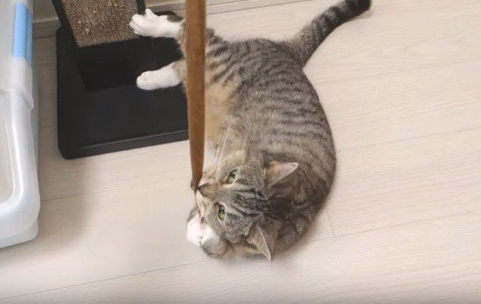 サバトラ猫　すしちゃん