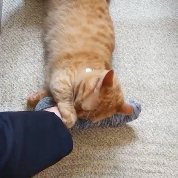 足に絡みつくマンチカン