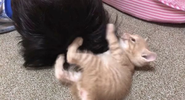 毛づくろいする子猫