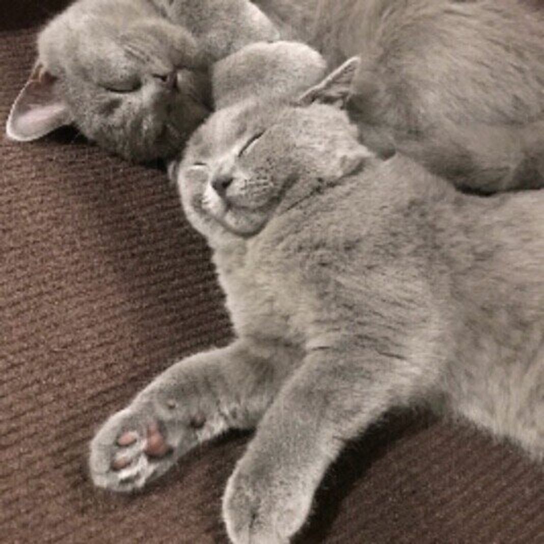 改めて確認 オス猫とメス猫の違いは 顔の形や飼い方のポイントなど 獣医師監修 ねこのきもちweb Magazine 改めて確認 オス猫とメス猫の違いは 顔の形や飼い方のポイントなど 獣医師監修 ねこのきもちweb Magazine