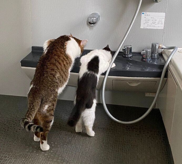 お風呂場の水をなめる先住猫となつめくん