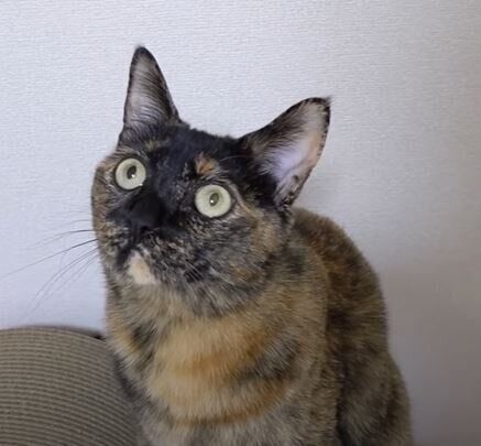 ねこ　モモちゃん