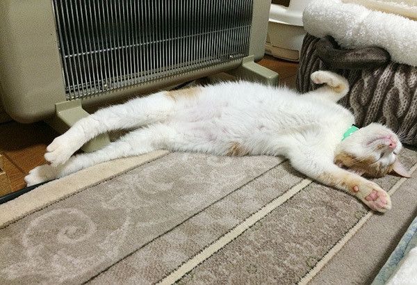 ぬくぬくニャンコ