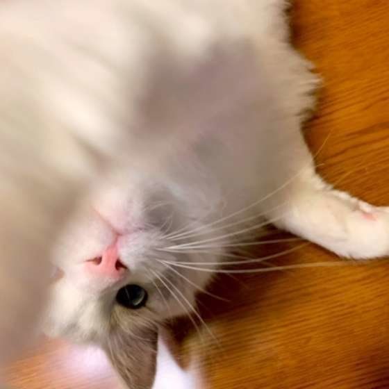 猫パンチするラグドール