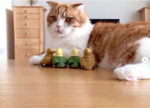 ビックリした表情を見せるまーるくん