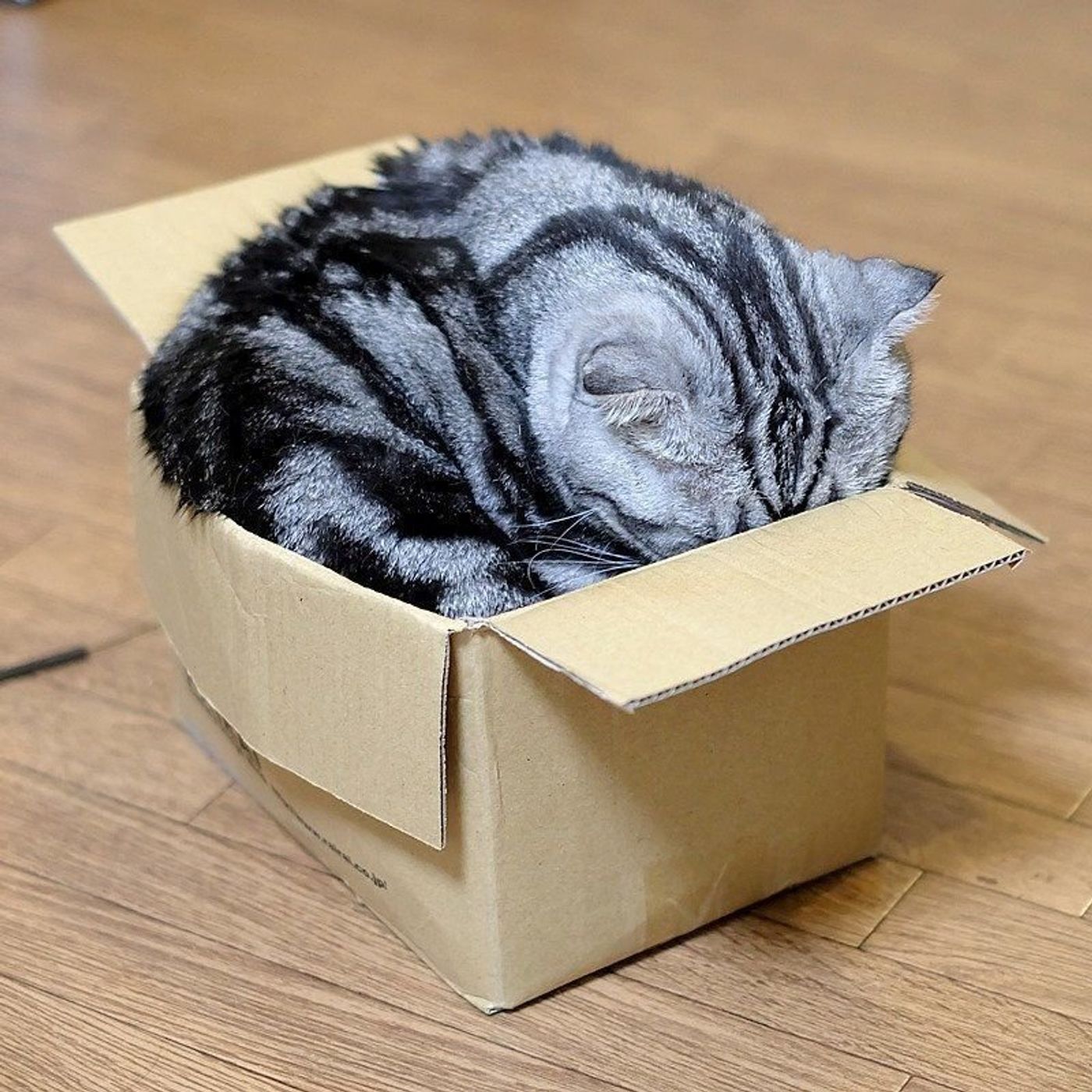 窮屈そうでも 壊れてしまっても 猫はやっぱり箱が好き 渋ネコししまるさん 9 ねこのきもちweb Magazine 窮屈そうでも 壊れてしまっても 猫はやっぱり箱が好き 渋ネコししまるさん 9 ねこのきもちweb Magazine