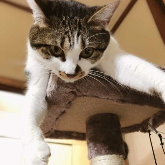 ショコラちゃん MIX　サバトラ