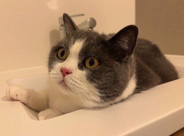 お気に入りの場所でくつろぐおそばちゃん