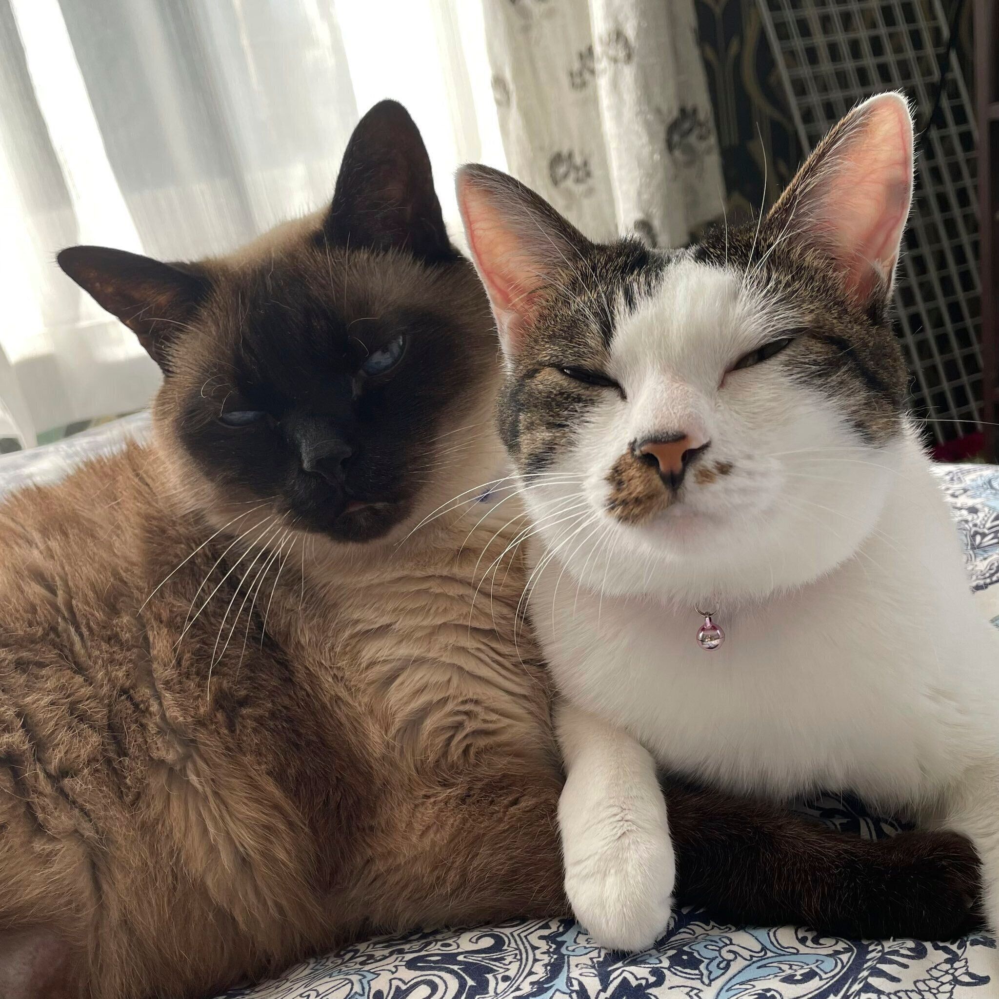 ここあちゃんとメルちゃん