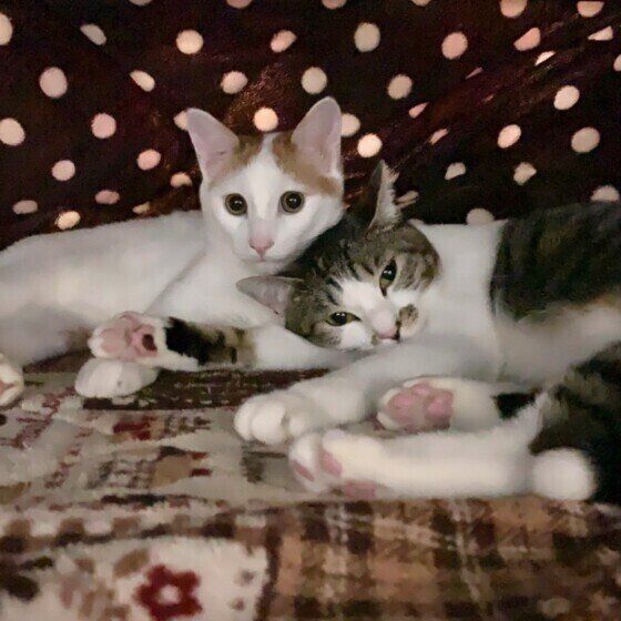 ２匹一緒にこたつでくつろぐキジトラのココちゃんとルイちゃん