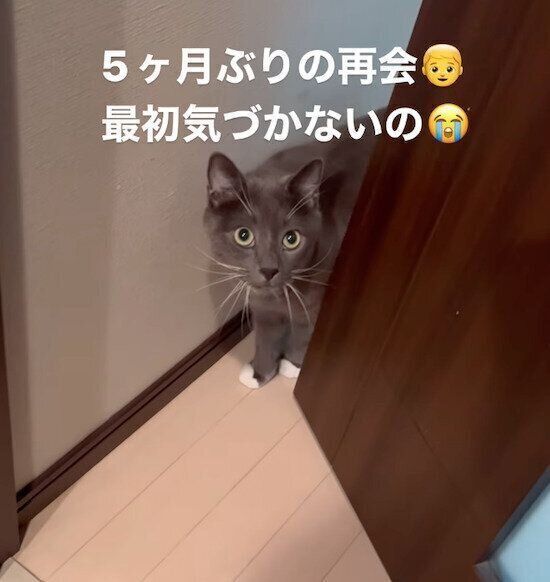 飼い主さんのことを見つめるハルくん