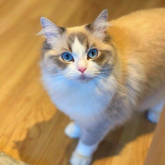 ラグドールのすずちゃん♪