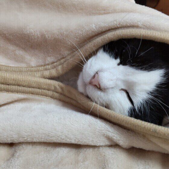 熟睡中の小狼ちゃん