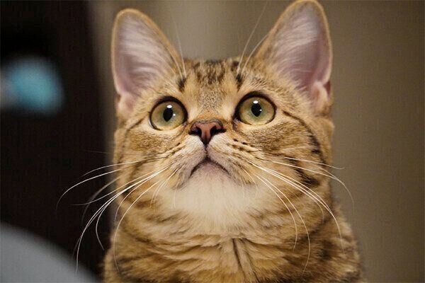 見つめるもなちゃん