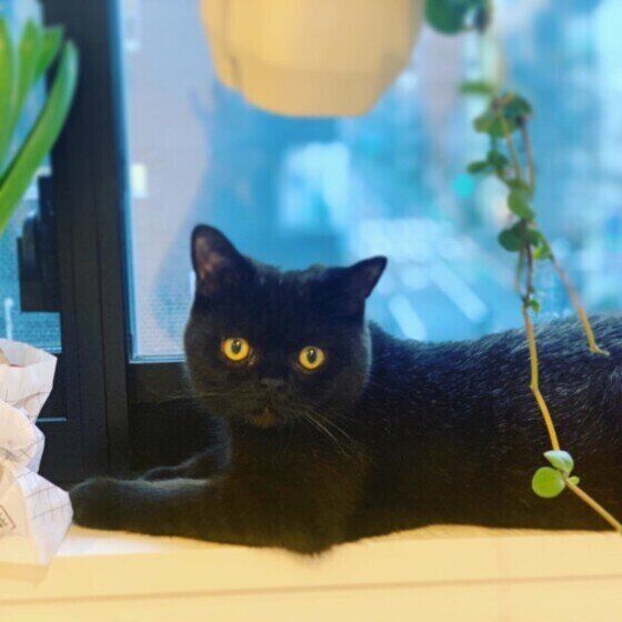 エキゾチックショートヘア